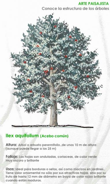 ilex-aquifolium
