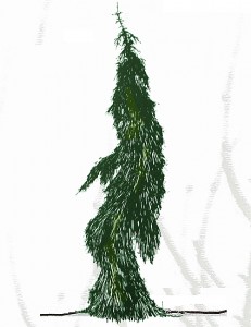 Picea abies péndula