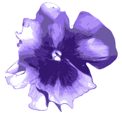 EL PENSAMIENTO, una flor que ofrece colorido y vistosidad a los jardines -  Blog de PAISAJISMO DIGITAL