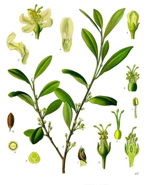 coca (Erythroxylum coca) 