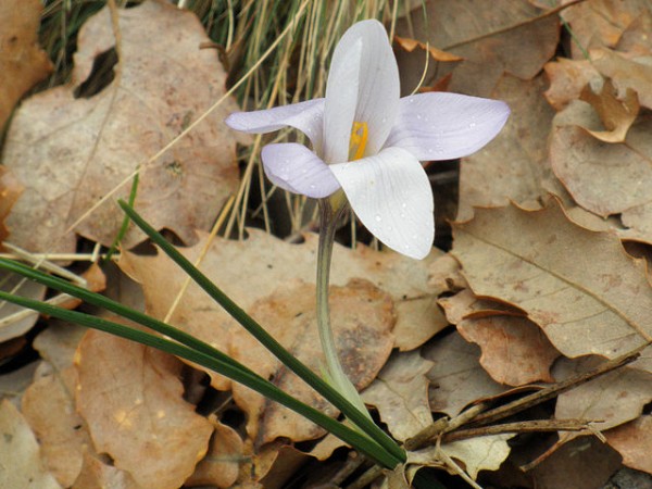 Crocus_carpetanus