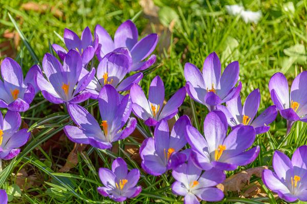 crocus_sativus