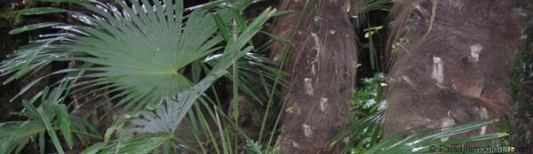 banner_trachycarpus