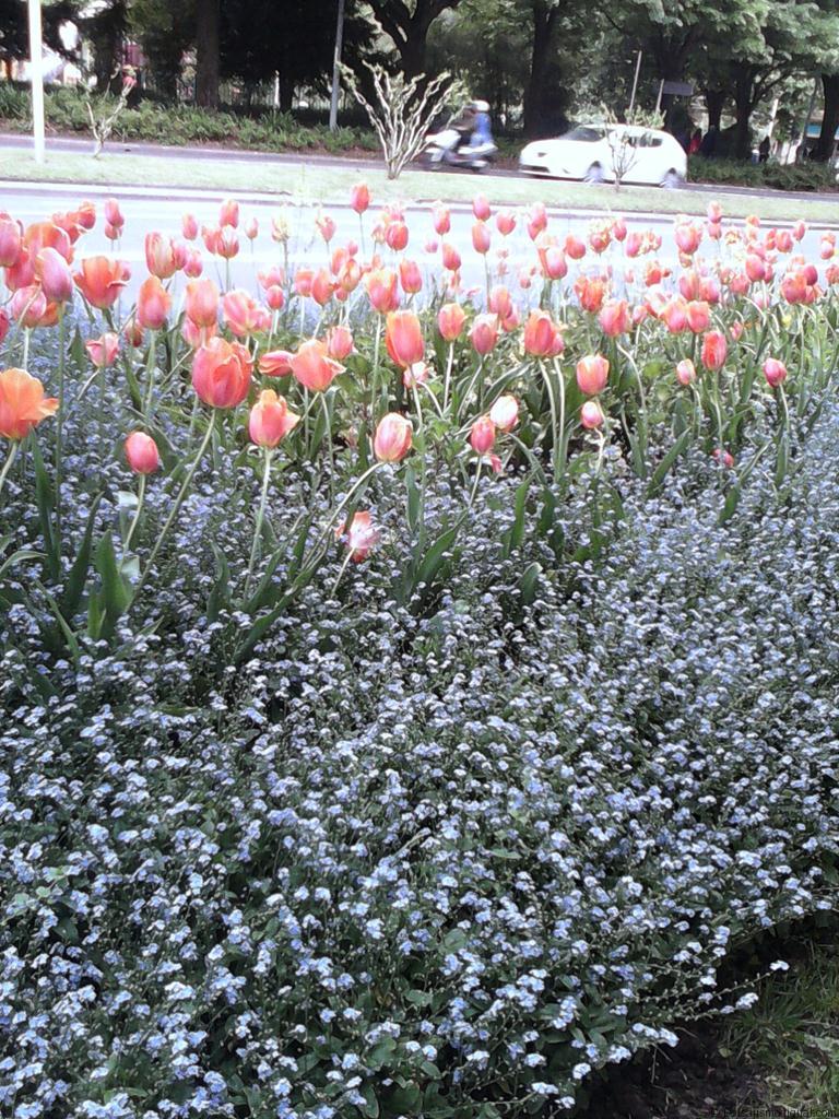Tulipan su belleza efímera llega en primavera