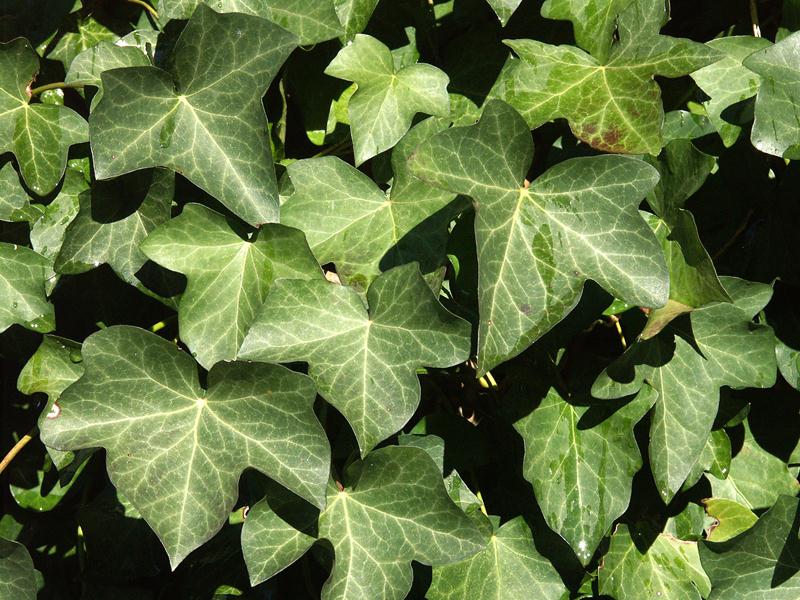 HEDERA HELIX