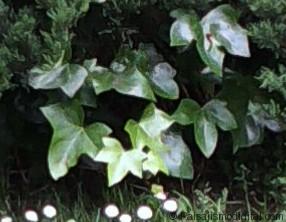 Hedera helix