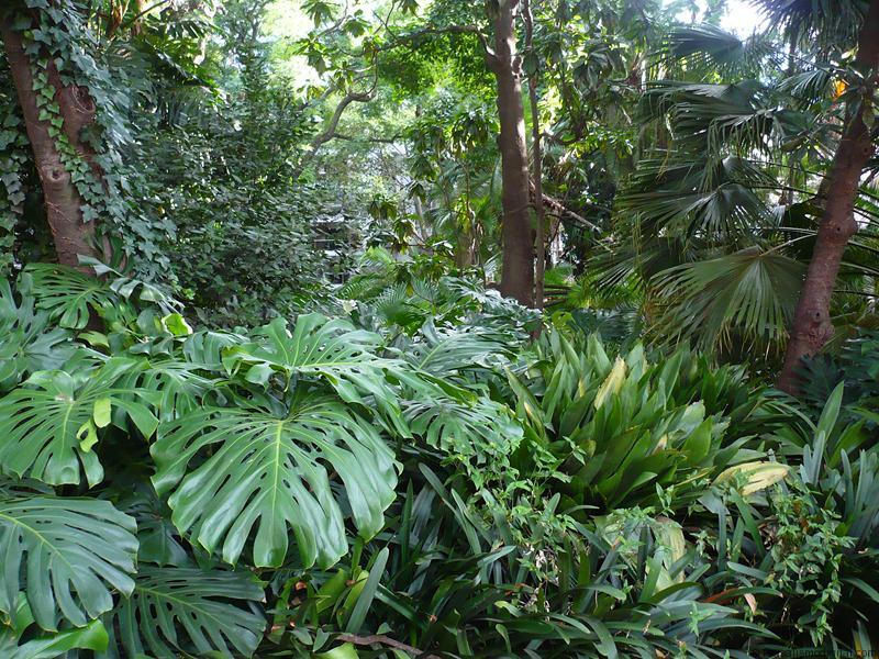 Philodendrons y vegetación tropical diversa