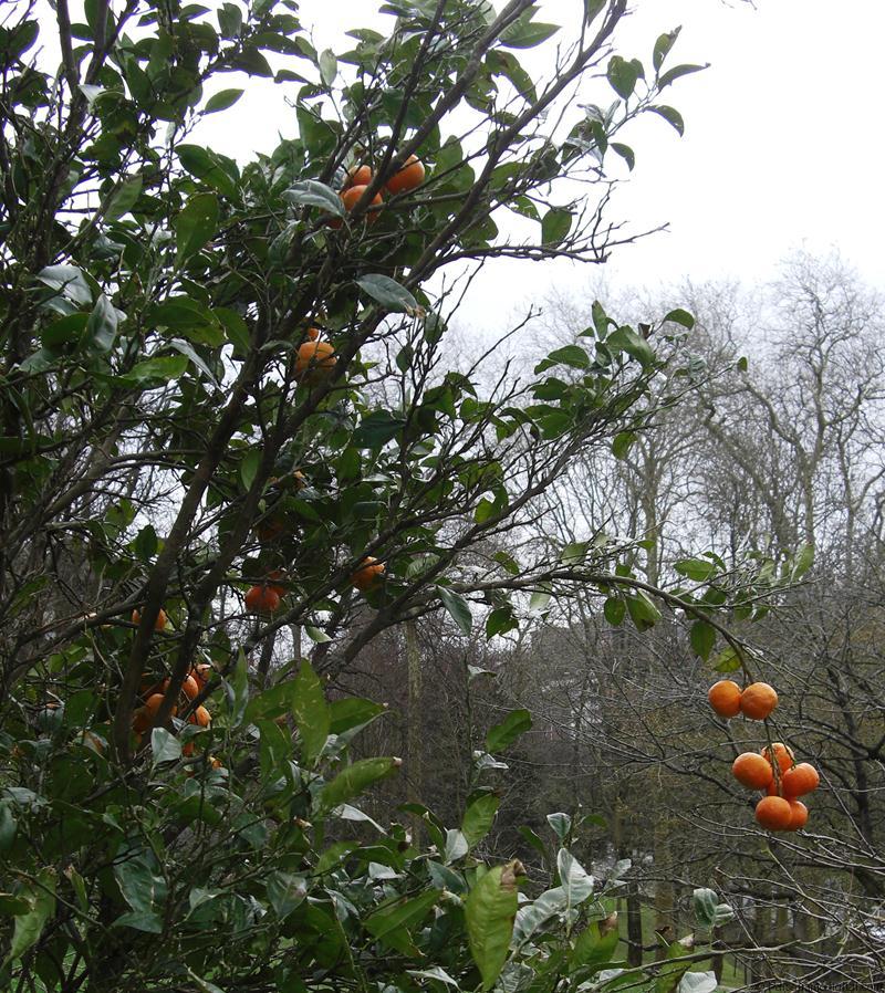 En primer plano, el color naranja intenso del fruto del Citrus sinensis