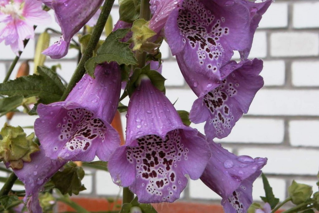 Digitalis purpurea