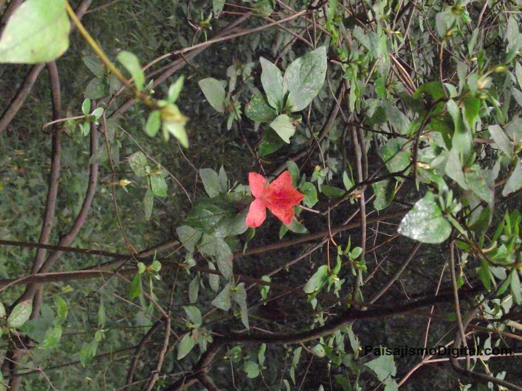 Jardin botanico