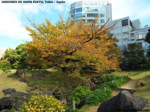Jardines de Hama Rikyu