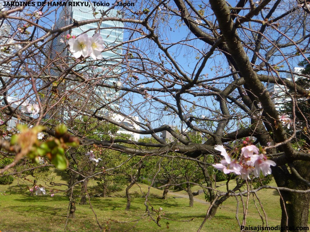 jardines de Hama Rikyu