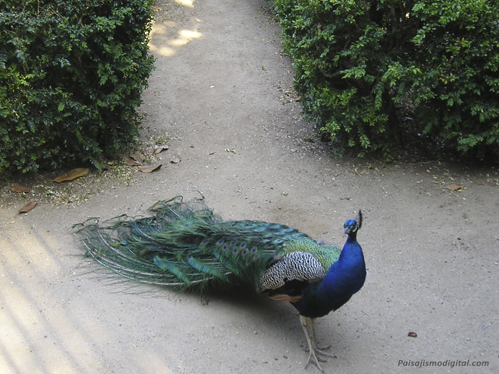 Jardines de la Taconera