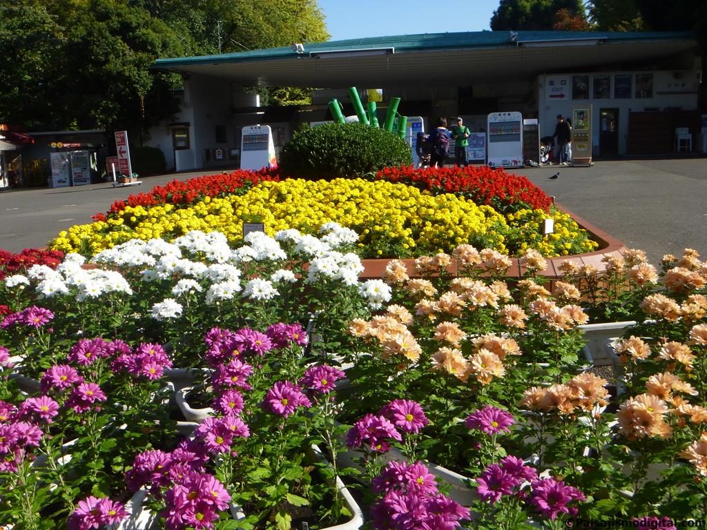 Margaritas y Geranios en la entrada del Zoologico de Ueno en Tokio