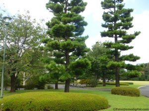 jardín japonés