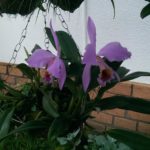 Orquídea