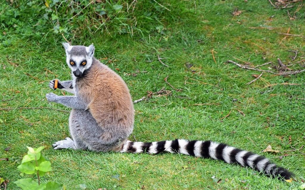 Tsingy lemur