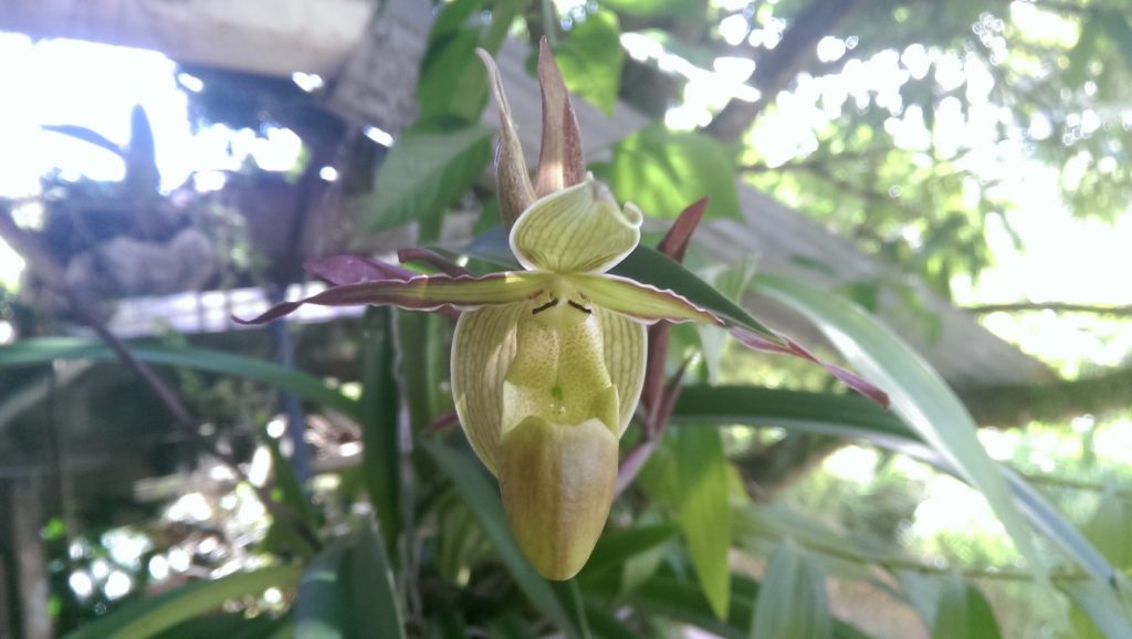 orquídea