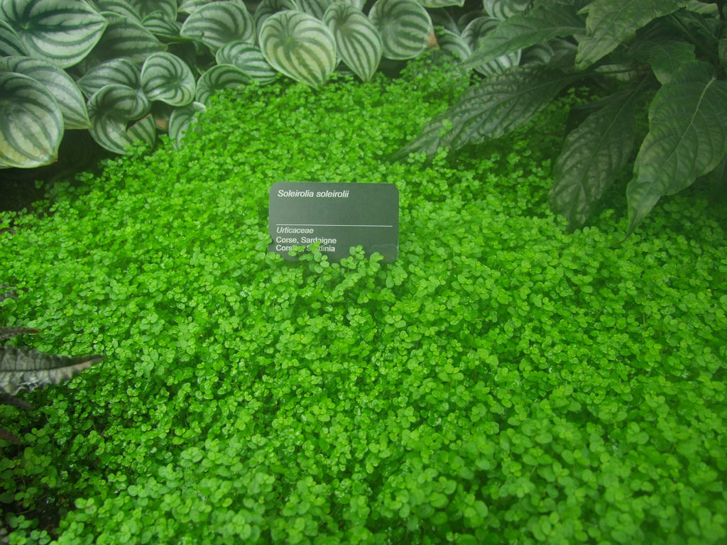Plantas para techos verdes: Soleirolii soleirolia