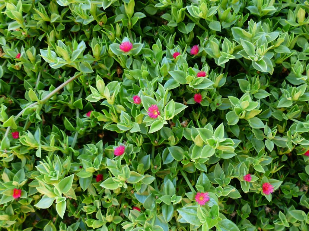 Plantas para techos verdes: Aptenia cordifolia