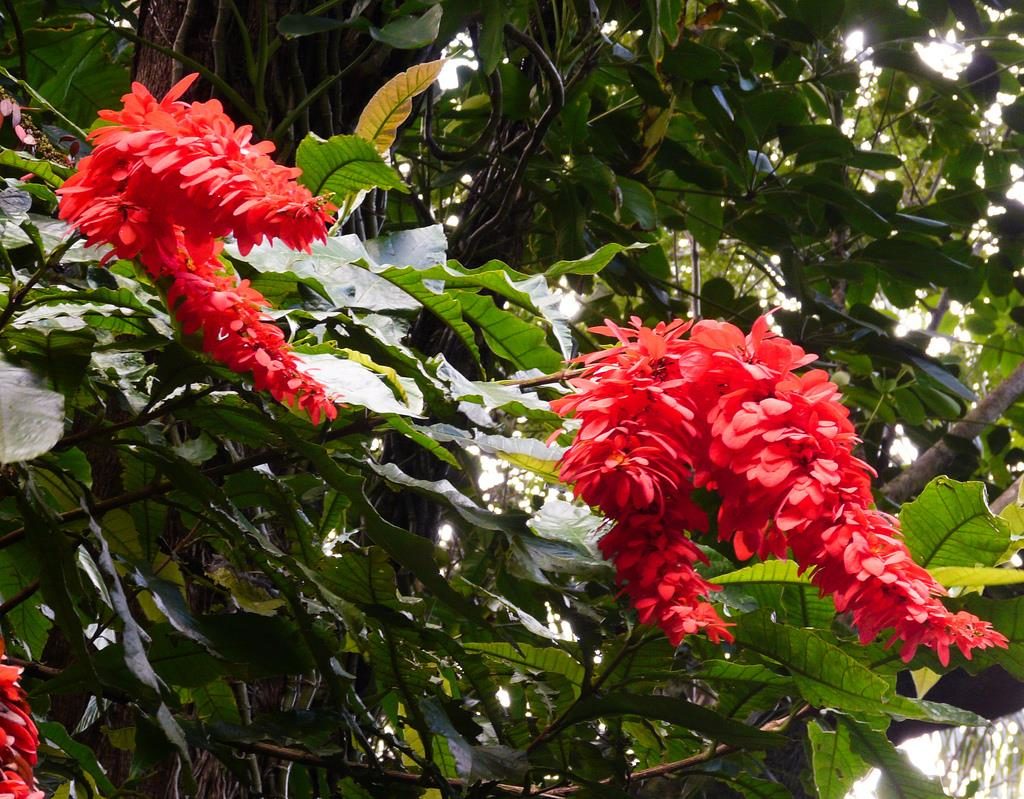 flores nacionales de sudamerica (segunda parte)