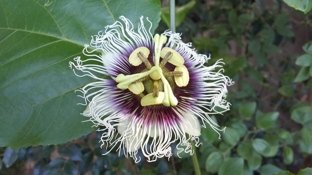 flores nacionales de sudamerica (segunda parte) - Passiflora edulis