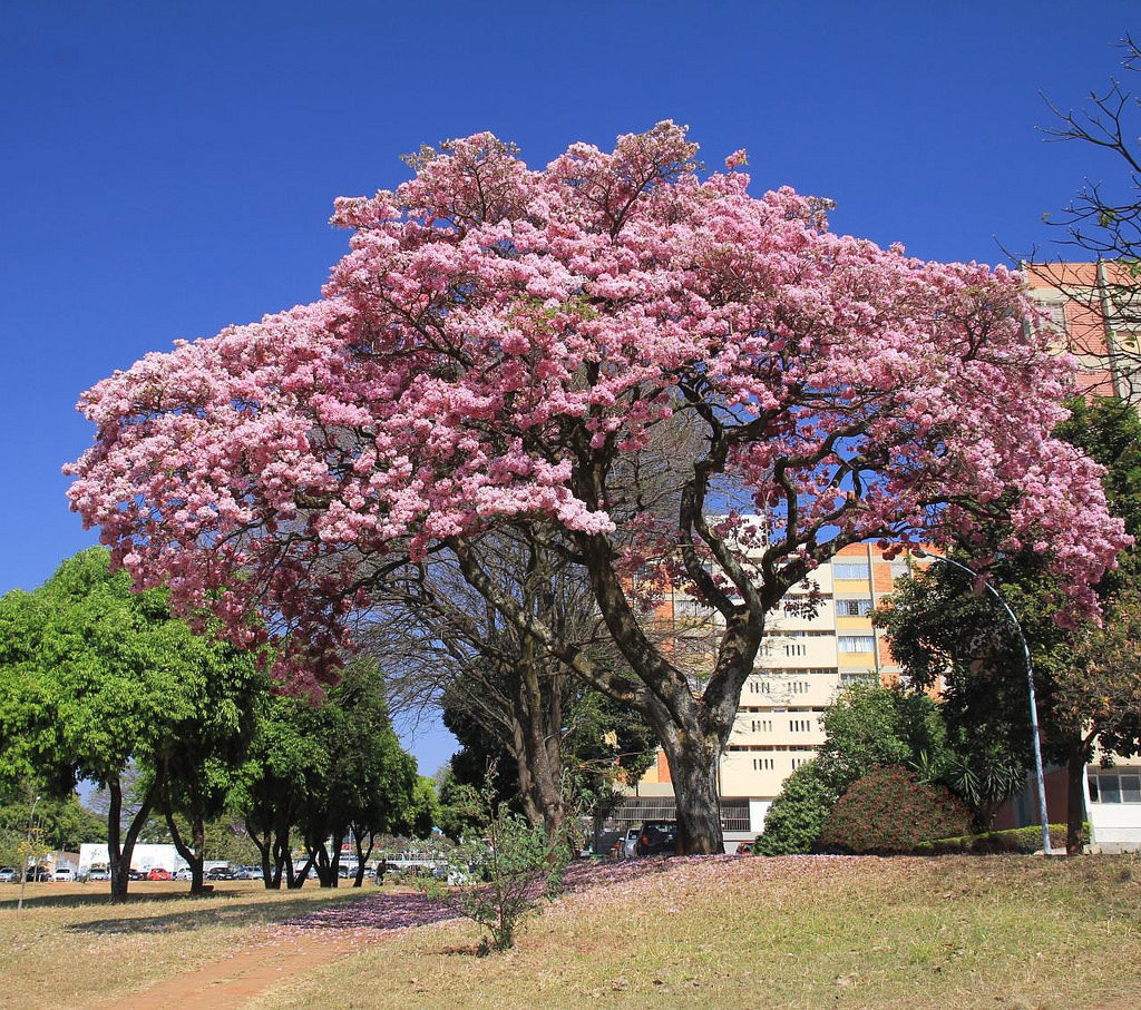 Florcitas, Flor de la Caoba. Especie nativa de / Native to:…