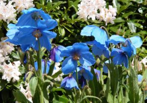 flores nacionales de Asia