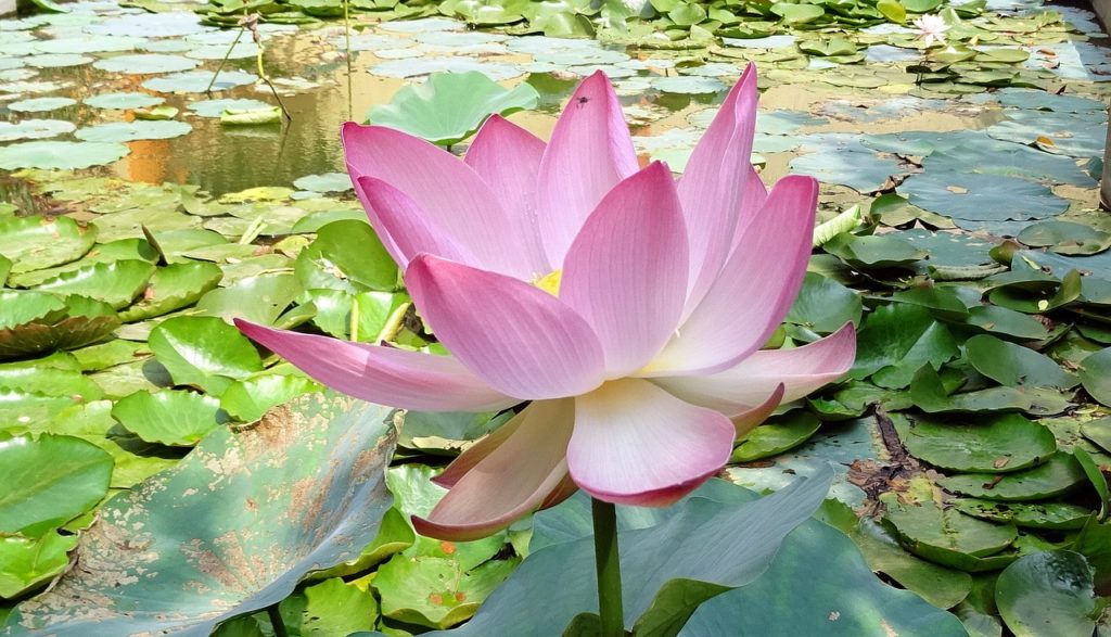 Jardines acuáticos: las 10 plantas más utilizadas - Flor de loto