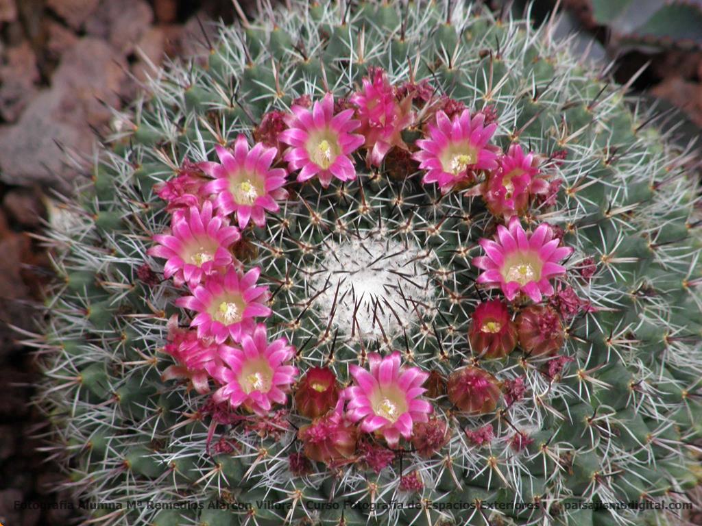 Los 10 cactus más utilizados en jardines y de fácil mantenimiento - Biznaguita