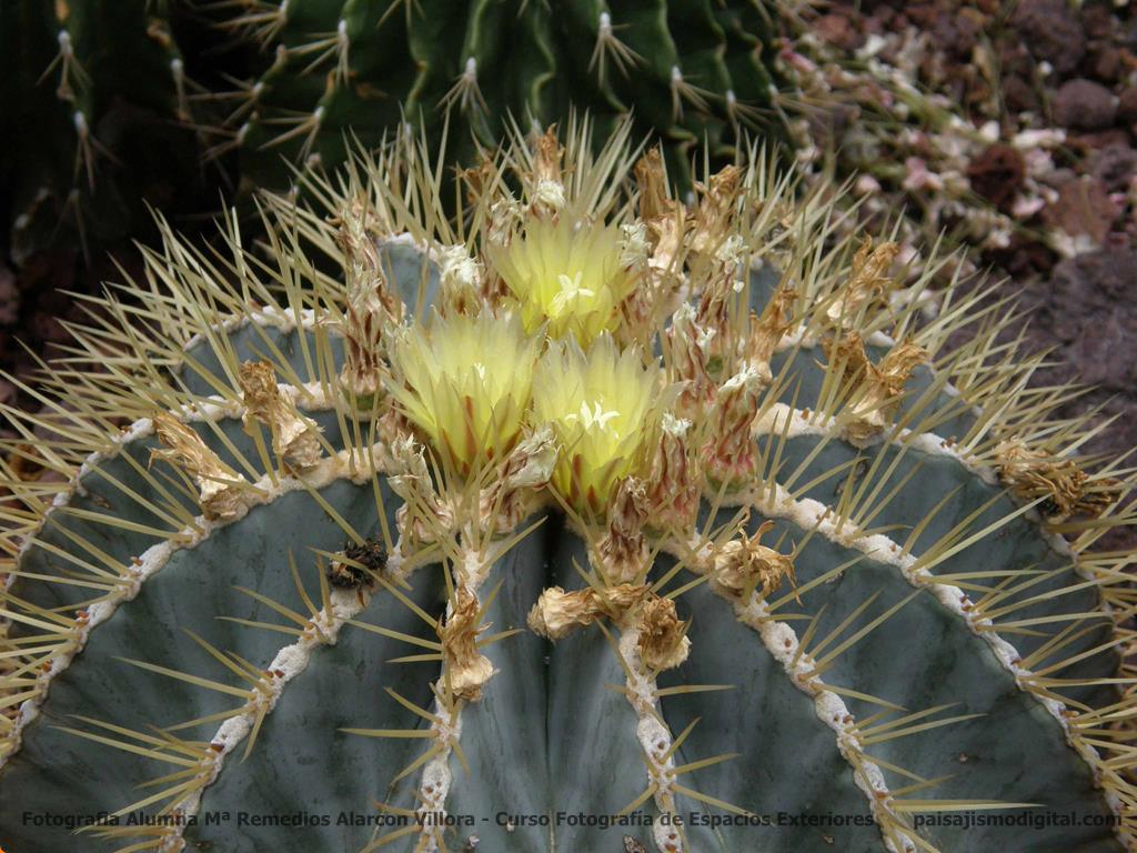 Los 10 cactus más utilizados en jardines y de fácil mantenimiento - Cactus de barril