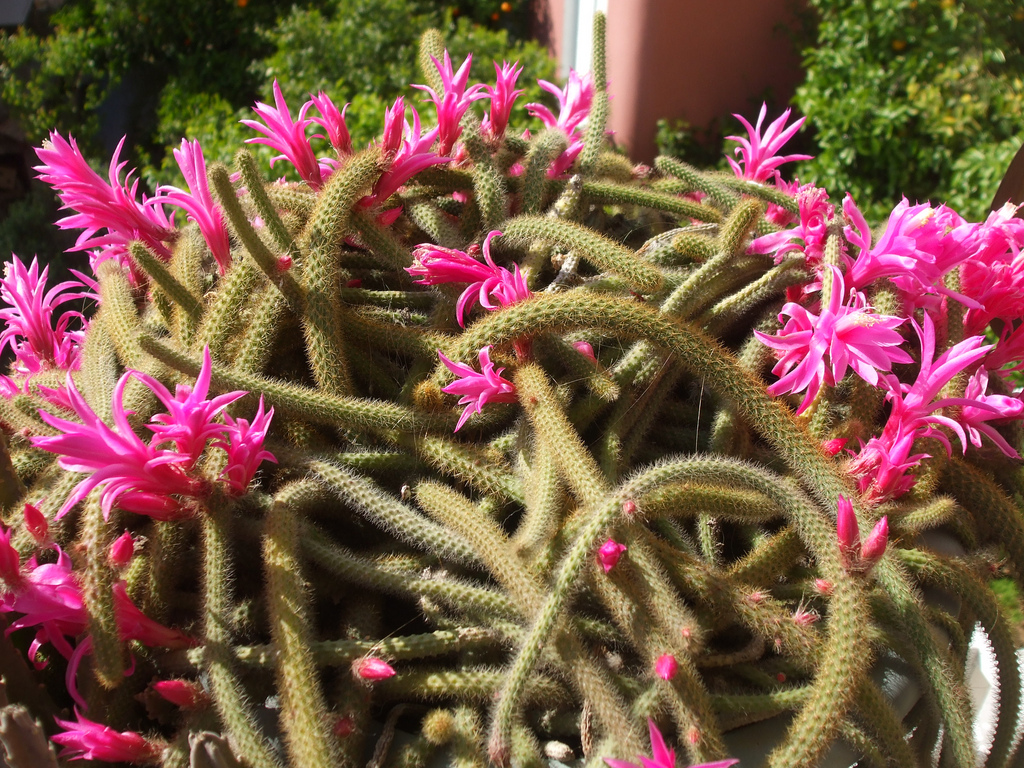 Los 10 cactus más utilizados en jardines y de fácil mantenimiento - Cactus cola de rata