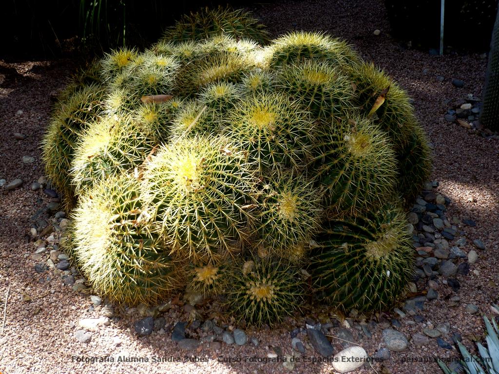 Las 10 cactáceas más utilizadas en jardines y de fácil mantenimiento - Cactus erizo