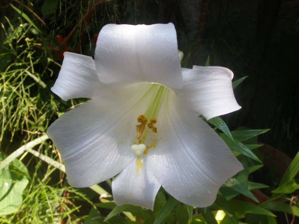 flores nacionales de Asia