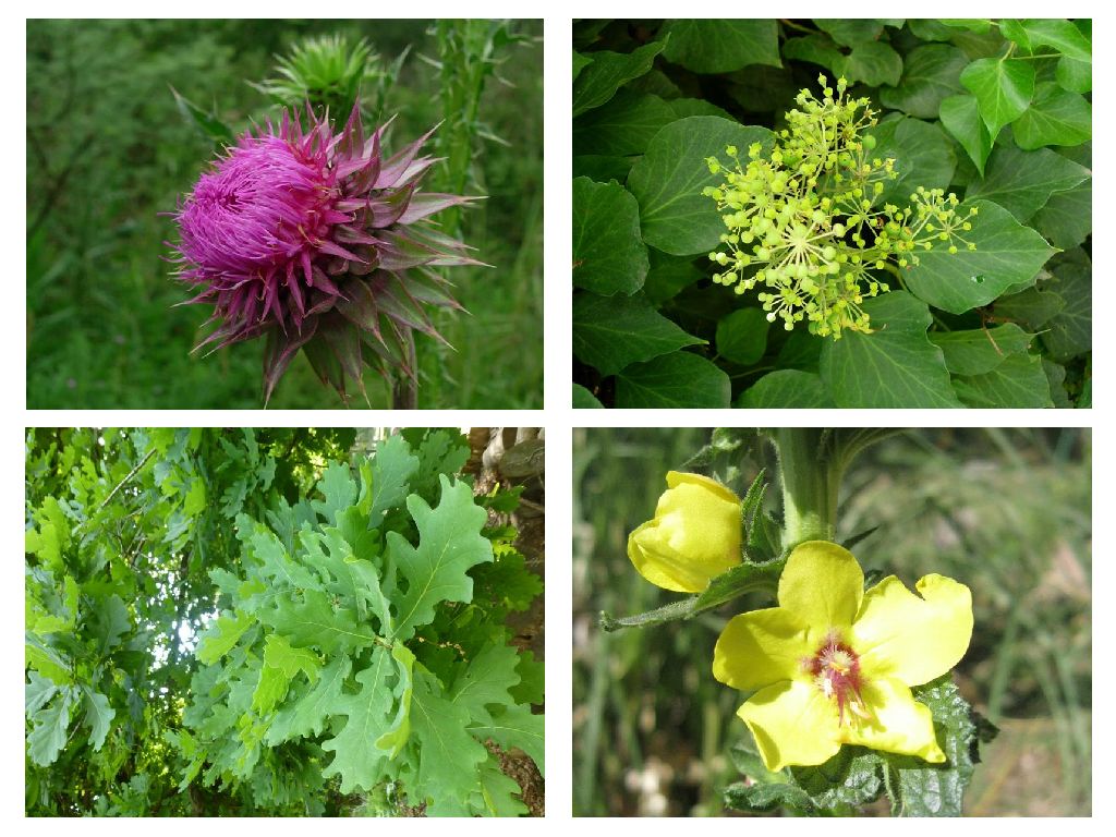 Curso online Diseño de Espacios Verdes Sustentables con Plantas Nativas 3