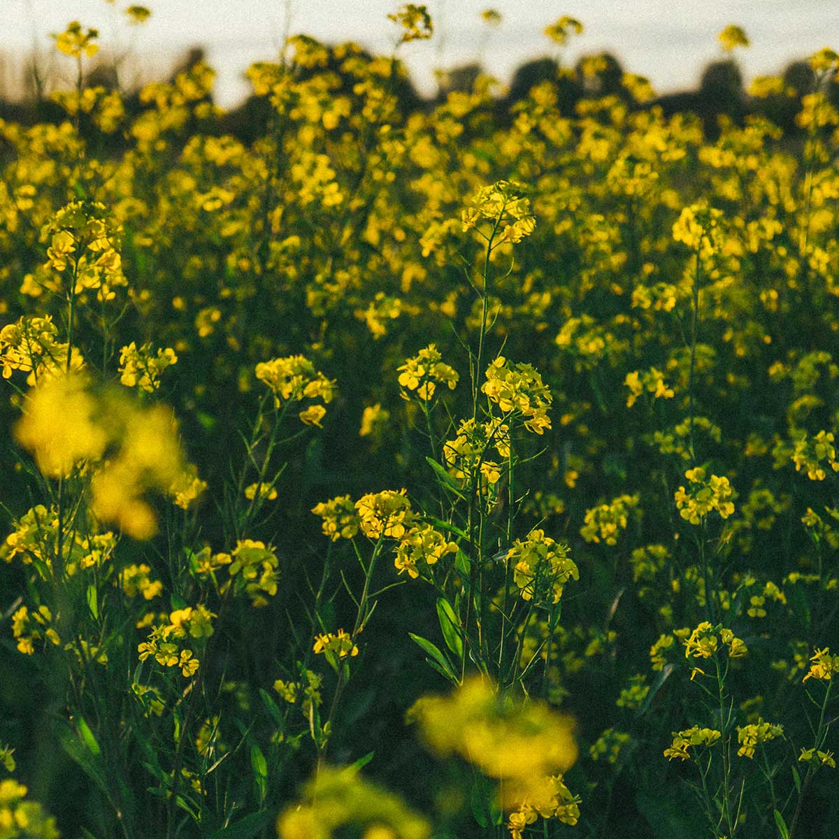 10 mejores plantas para otoño - Brassica