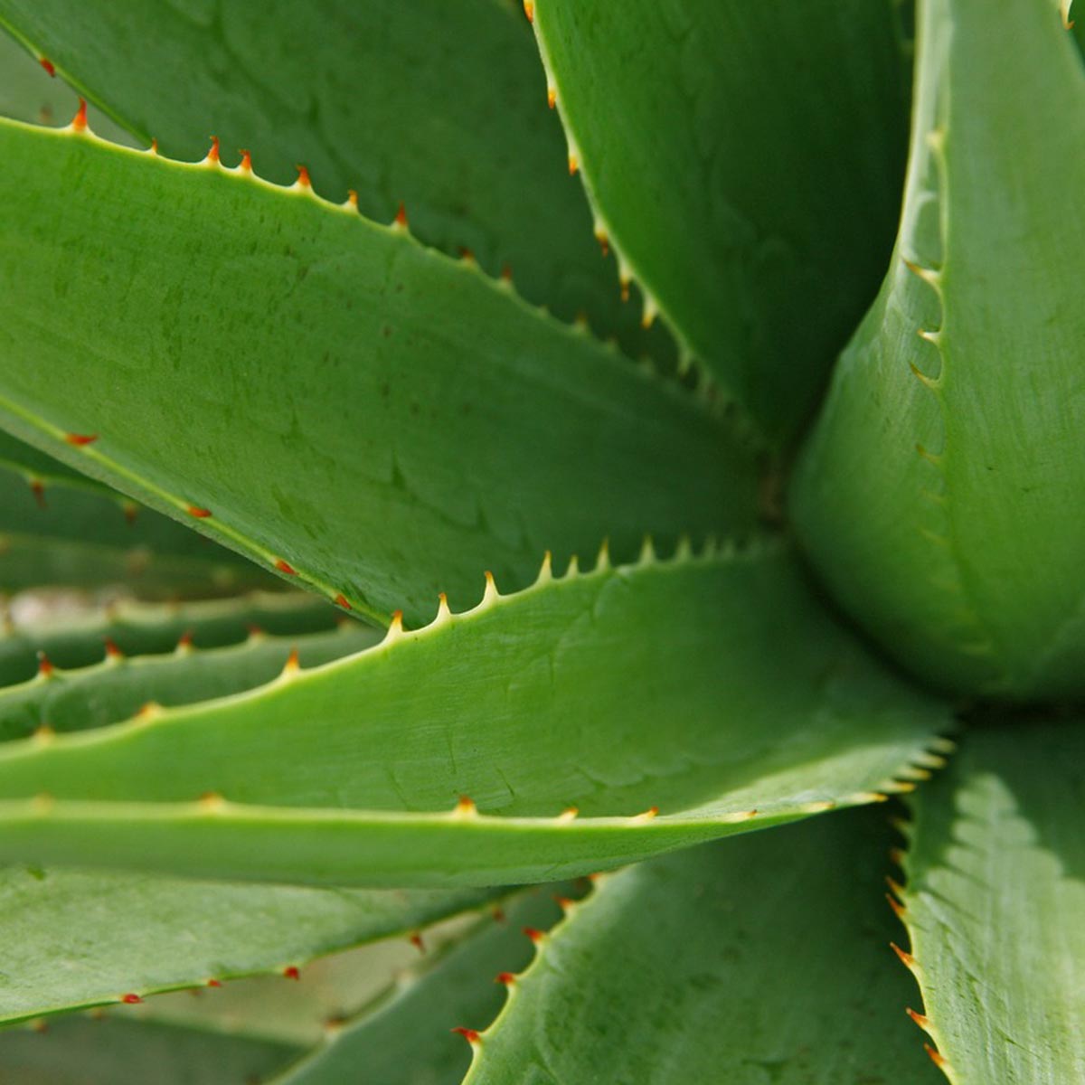 Plantas para jardines mediterráneos - Aloe vera