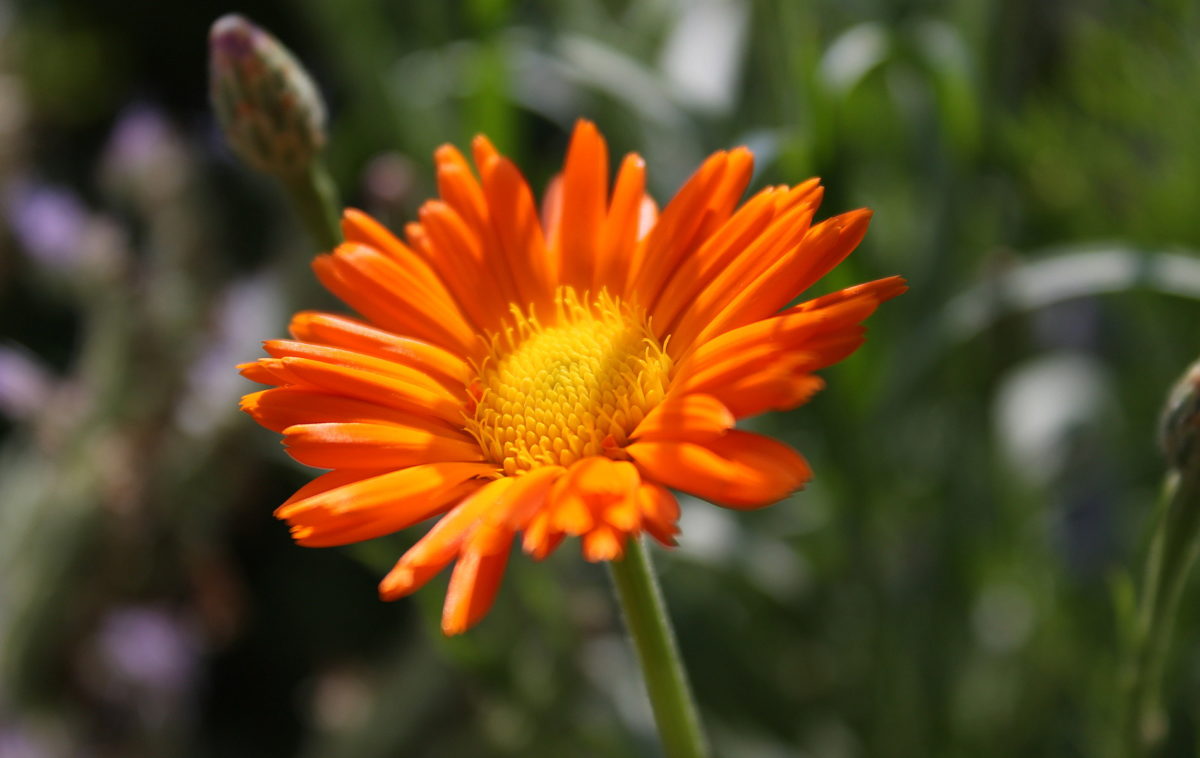 Mejores plantas para sembrar en primavera - Blog de PAISAJISMO DIGITAL