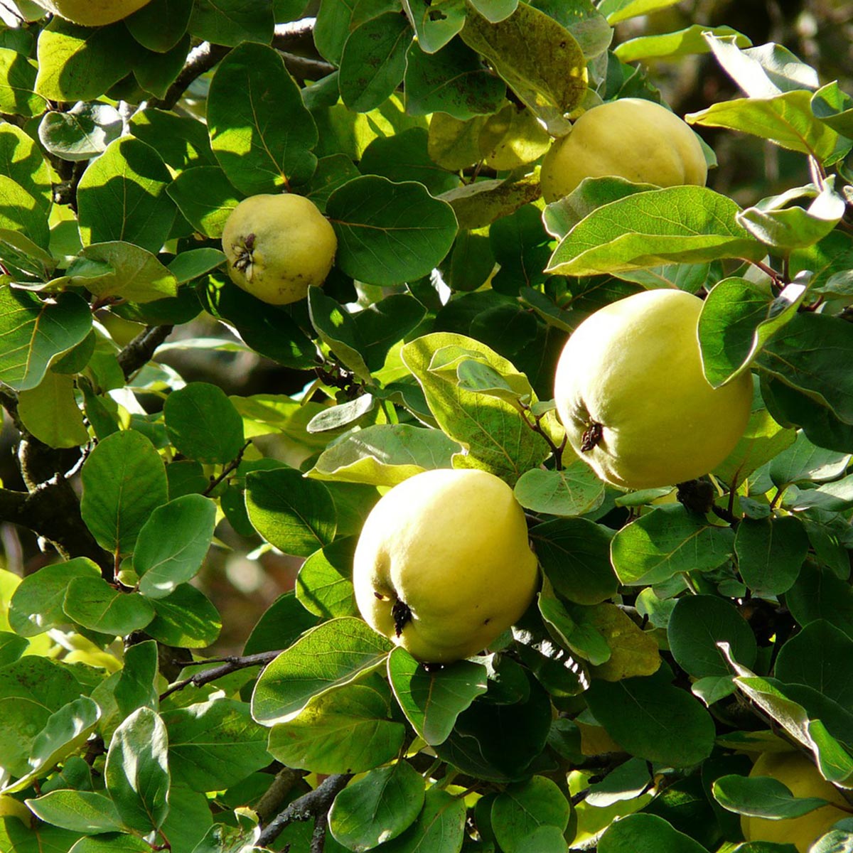 Arbusto para jardines residenciales - Membrillo