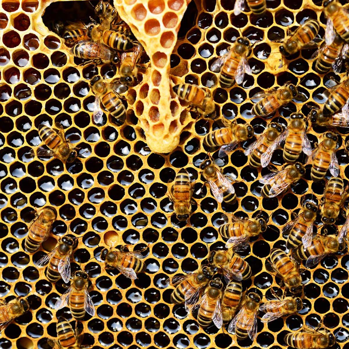 Meliponicultura, una práctica sustentable al rescate de abejas y bosques