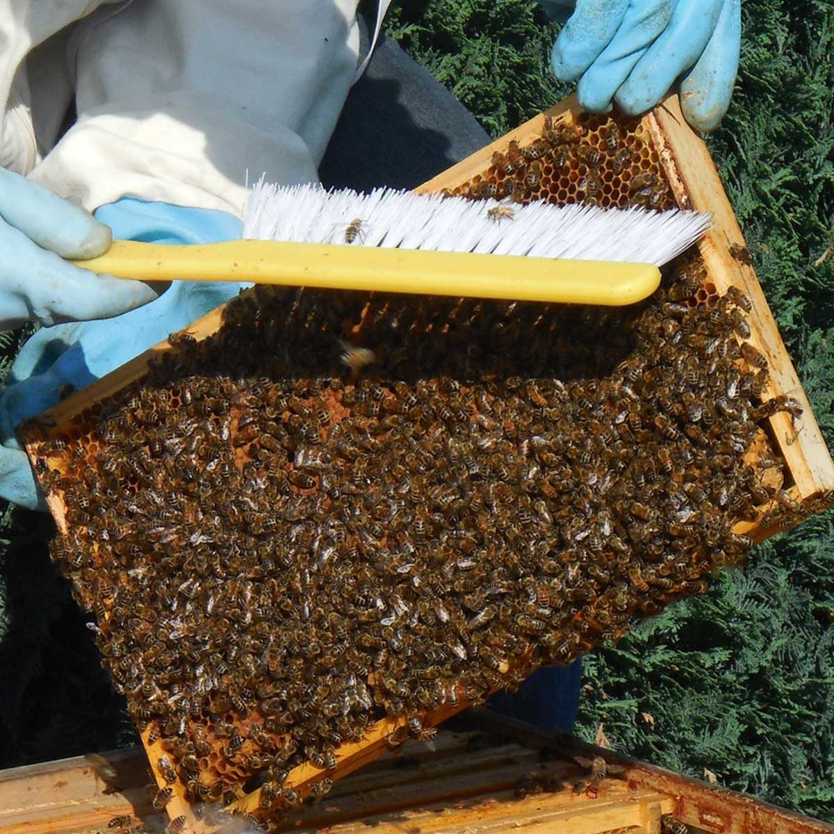 Meliponicultura, una práctica sustentable al rescate de abejas y bosques - Apicultura