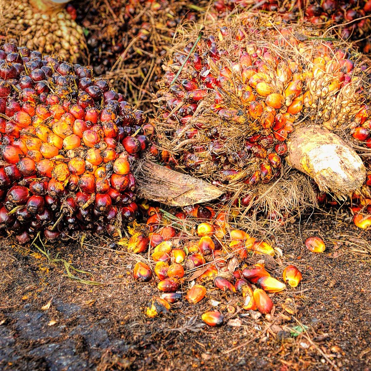 Palma africana: ¿es posible su cultivo con prácticas sustentables?