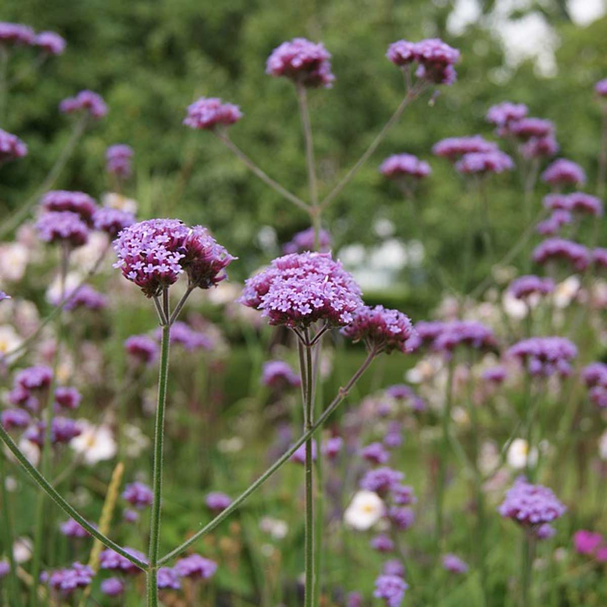 Plantas resistentes a calor y sequía para cultivar en casa - Verbena