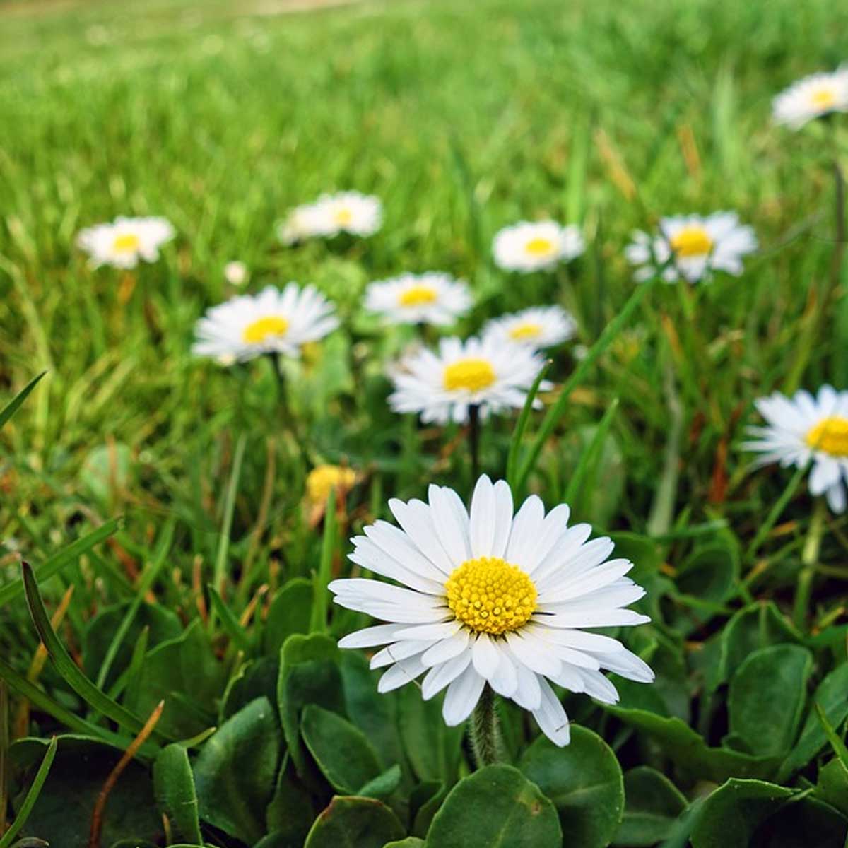 Plantas resistentes a calor y sequía para cultivar en casa - Margarita