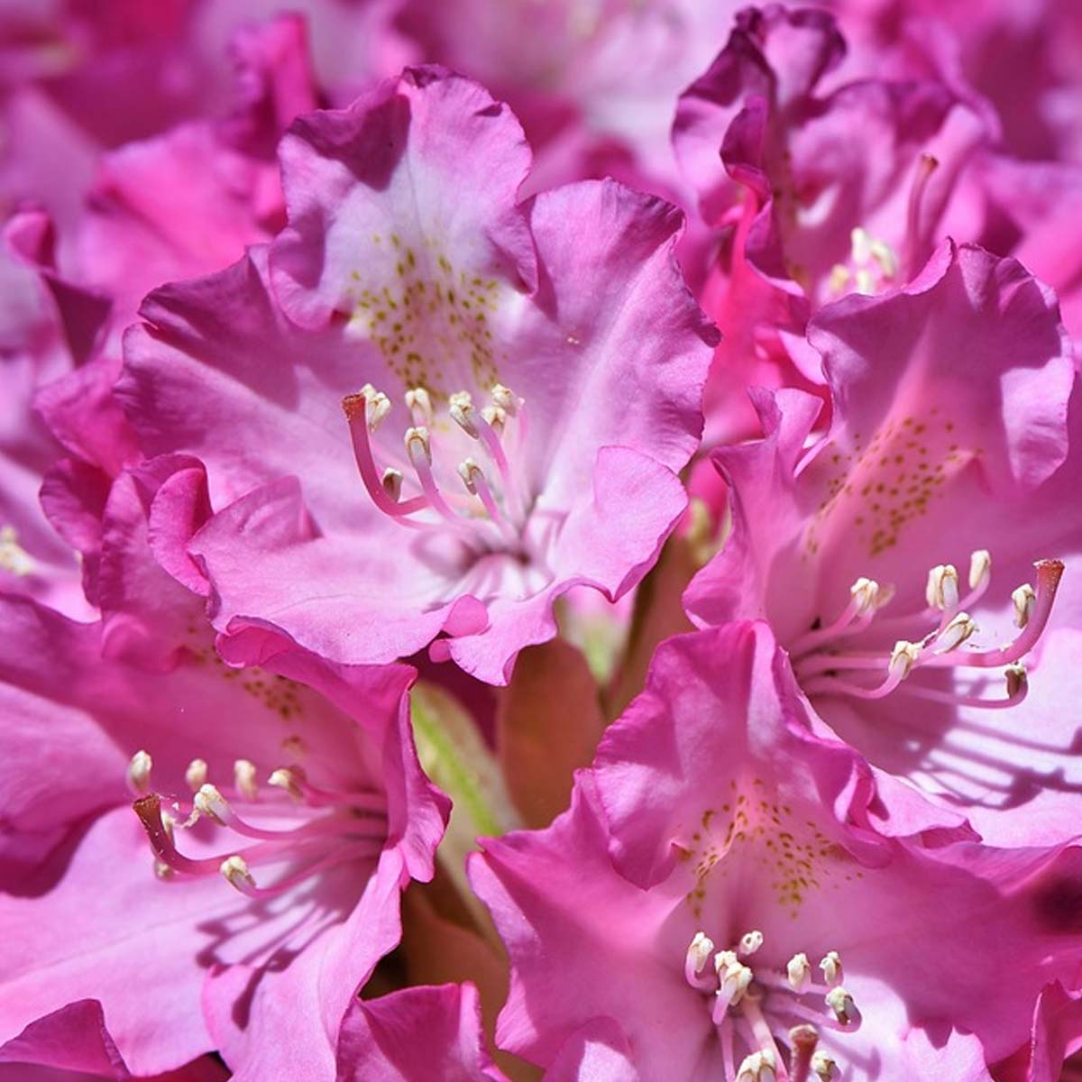 Jardines ingleses: Características, cuidados y tips para construirlo - Rododendro