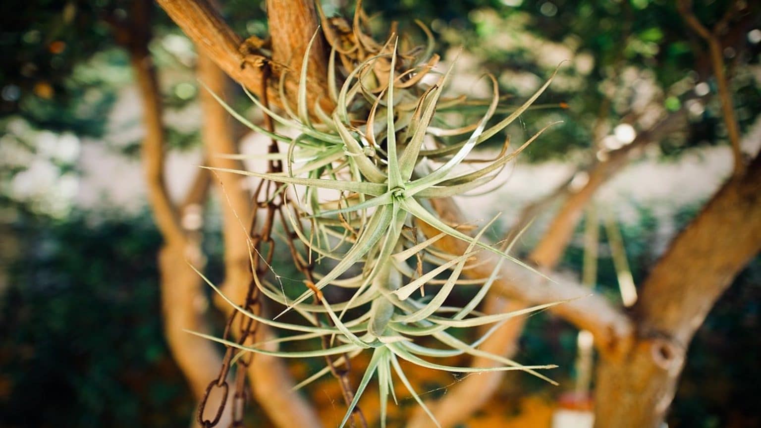 Plantas de aire, las Tillandsias y sus beneficios naturales - Blog de 