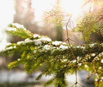 Jardín en temporada invernal