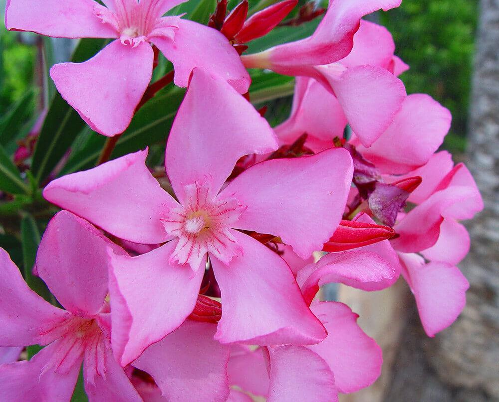 plantas para un jardín árabe