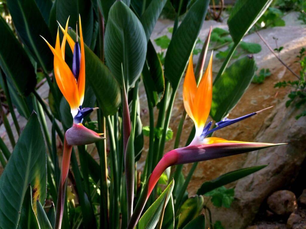 plantas para un jardín árabe