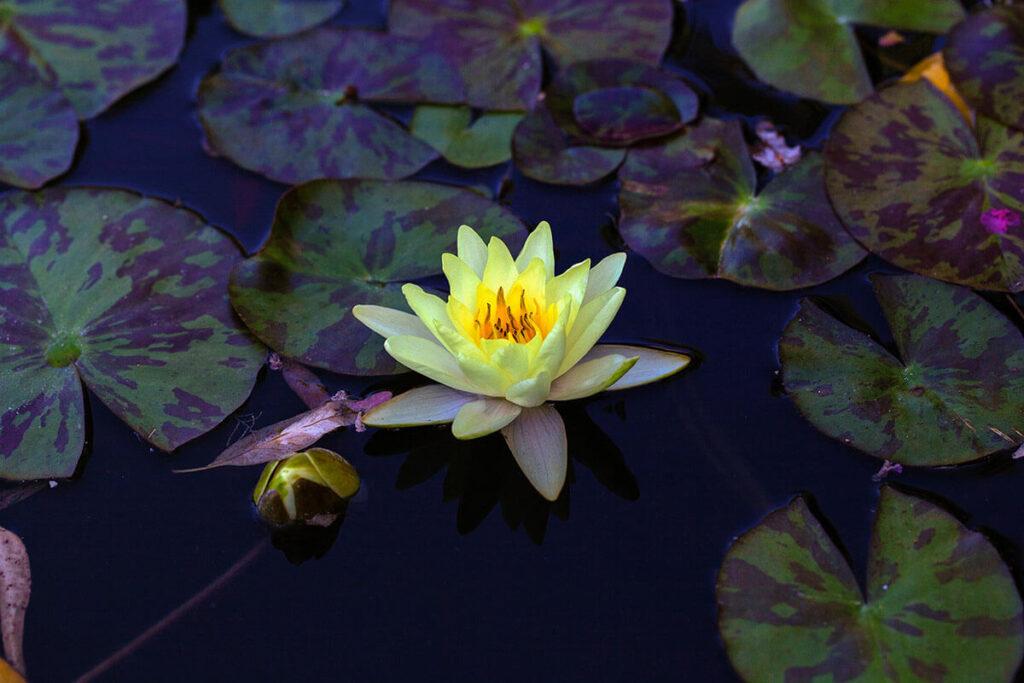 plantas para jardines acuáticos